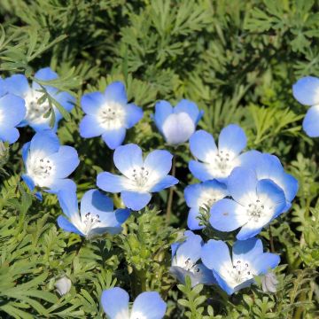 Nemophila menziesii - seeds