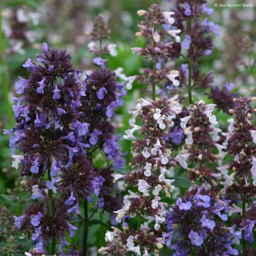 Nepeta grandiflora Border Ballet - Catnip