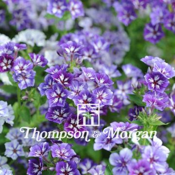 Phlox drummondii Sugar Stars