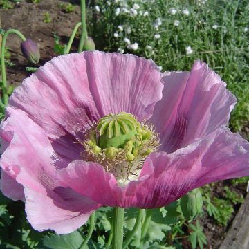 Papaver somniferum nigrum - Poppy Seeds