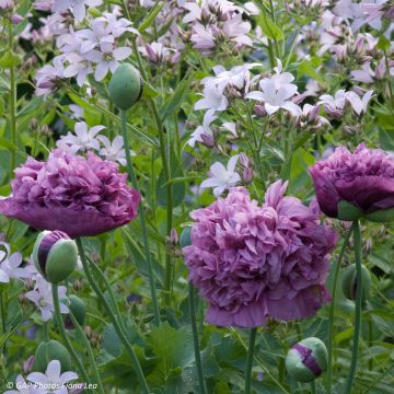 Opium Poppy Purple Peony Seeds - Papaver somniferum
