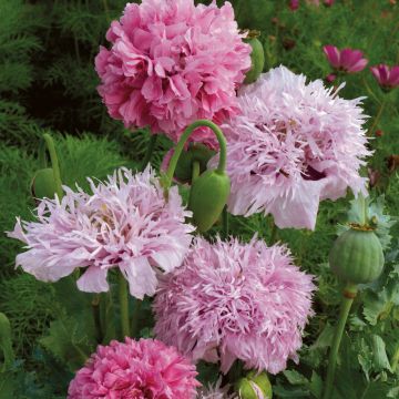 Opium Poppy Tallulah Belle Blush Seeds - Papaver somniferum