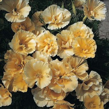 'Buttermilk' California Poppy Seeds - Eschscholzia californica