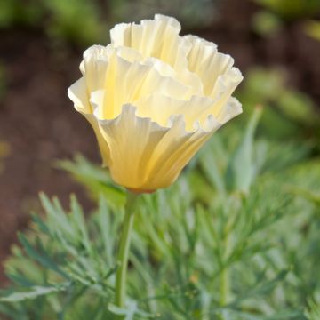 Eschscholzia californica Cream Swirl - California poppy seeds
