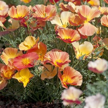 Seeds of California Poppy 'Apricot Flambeau' - Eschscholzia californica