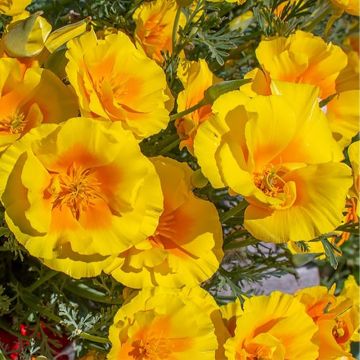 Eschscholzia californica 'Yukon Gold'