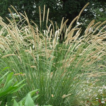 Pennisetum macrourum Tail Feathers Seeds - African feather grass