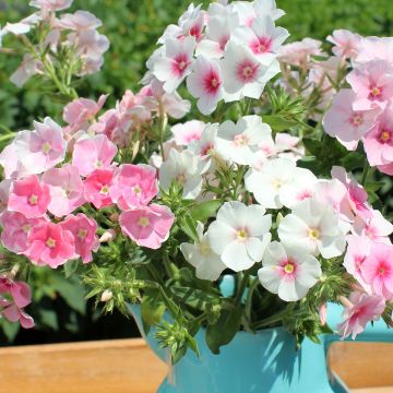 Graines de PHlox drummondii Sugar Stars - Phlox de Drummond