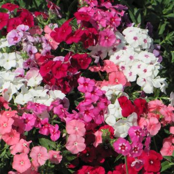 Phlox drummondii Dwarf Beauty Mix