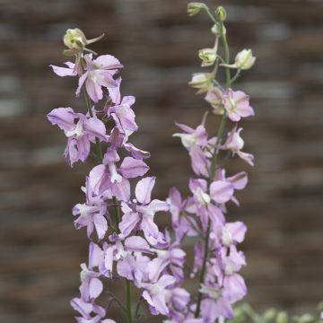 Delphinium consolida 'Fancy Belladonna'