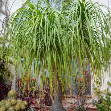 Ponytail palm Seeds - Beaucarnea recurvata