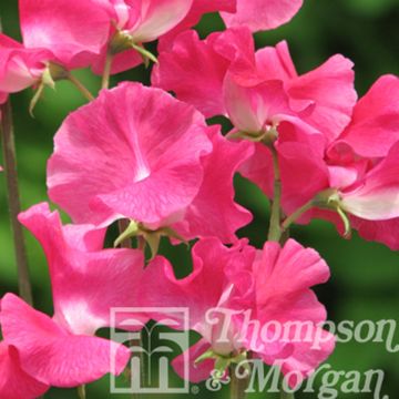 Lathyrus odoratus Robert Uvedale - Sweet Pea Seeds