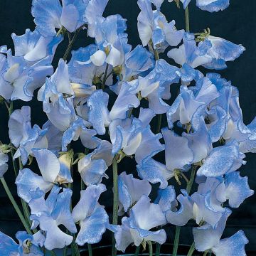 Lathyrus odoratus Blue Ripple - Sweet Pea Seeds