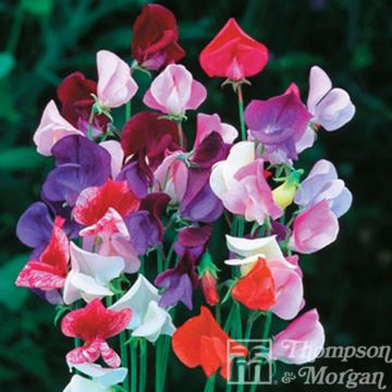 Lathyrus odoratus Heirloom Mixed Sweet Pea Seeds