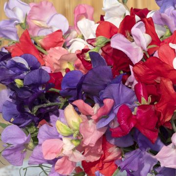 Lathyrus odoratus 'King Size Formula Mixture'