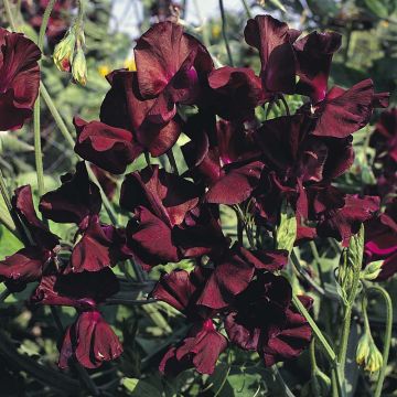 Lathyrus odoratus grandiflora Midnight - Sweet pea