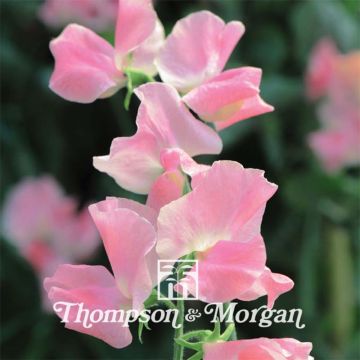 Lathyrus odoratus grandiflora Tickled Pink - Sweet pea