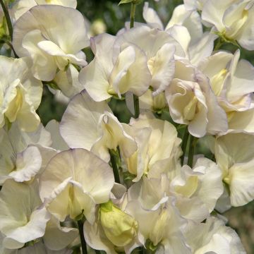 Lathyrus odoratus 'Spencer Old Times'