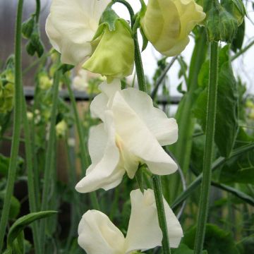 Lathyrus odoratus grandiflora 'Spring Sunshine Cream'