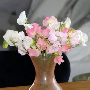 Lathyrus odoratus grandiflora Spring Sunshine On the Beach pastel mix - Sweet pea