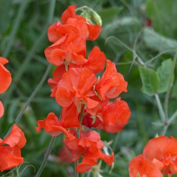 Lathyrus odoratus grandiflora Spring Sunshine Orange