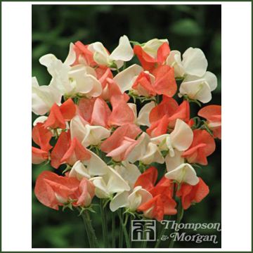 Lathyrus odoratus grandiflora Tangerine Cream - Sweet pea Lathyrus odoratus grandiflora Tangerine Cream - Sweet pea