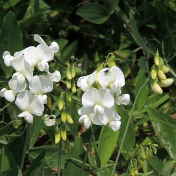 Graines de Pois de senteur White Pearl -  Lathyrus latifolius