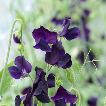 Lathyrus odoratus Winter Sunshine Navy - Sweet pea