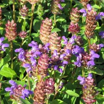 Prunella grandiflora Freelander Blue - Self-heal