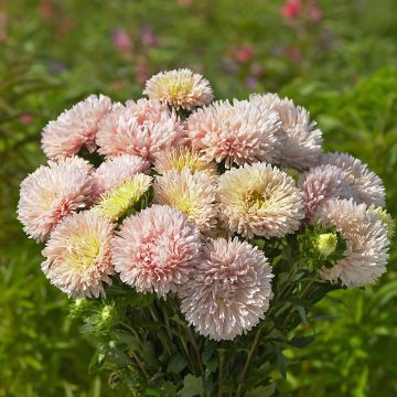 Callistephus chinensis King Size Apricot - China aster