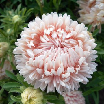 Duchess Marguerite Seeds in a mix