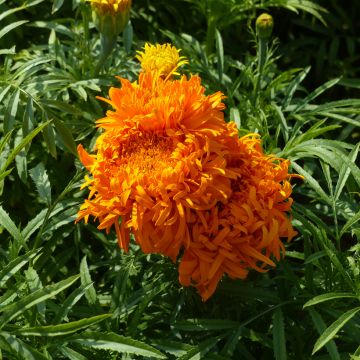 African Marigold Fantastic Orange seeds - Tagetes erecta