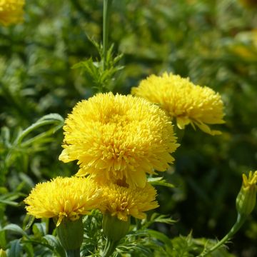 African Marigold Fantastic Yellow seeds - Tagetes erecta