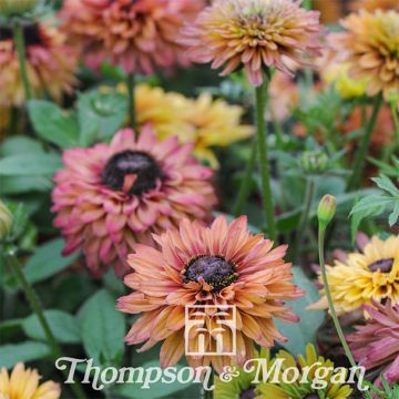 Rudbeckia hirta Caramel mixed