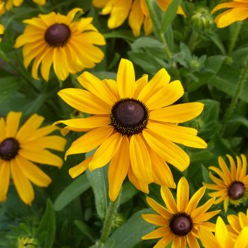 Rudbeckia hirta Marmelade