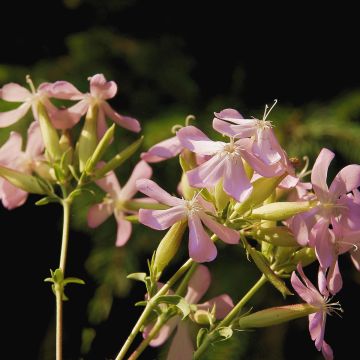 Saponaire de Montpellier - Saponaria ocymoides