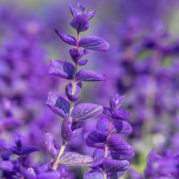 Salvia viridis Blue Monday - seeds