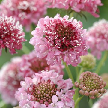 Graines de Scabieuse Black Knight - Scabiosa atropurpurea