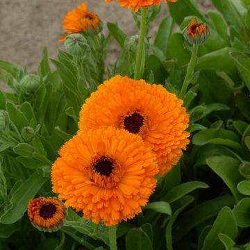 Calendula officinalis Corniche d'Or Seeds - Marigold