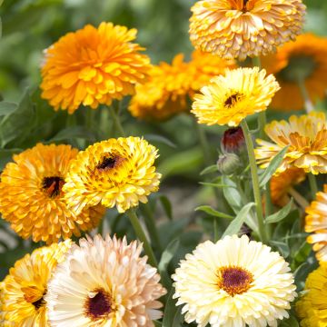 Calendula officinalis Playtime Mix - Marigold