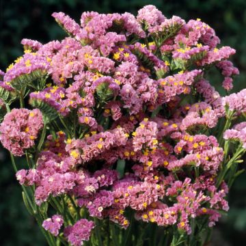 Limonium sinuatum Forever Happy - Waved Sea Lavender