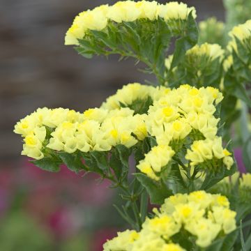 Limonium sinuatum Forever Moonlight - Waved Sea Lavender