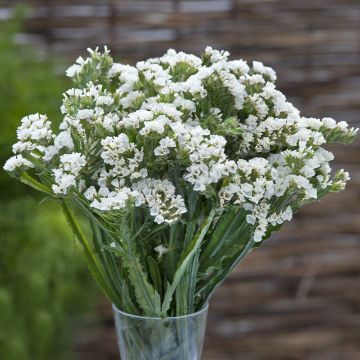 Limonium sinuatum Forever Silver - Waved Sea Lavender