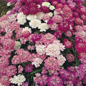 Iberis umbellata Candytuft Fairy Mixed Seeds