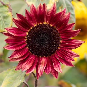 Helianthus annuus Desire Red F1