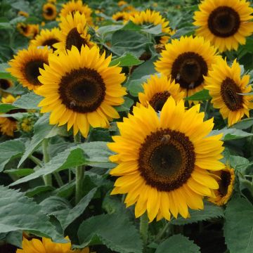 Helianthus annuus 'Pradera' F1 