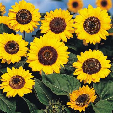 Sunflower Prado Yellow - Helianthus annuus