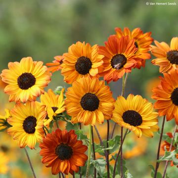 Sunflower Soluna Bronze seeds - Helianthus annuus