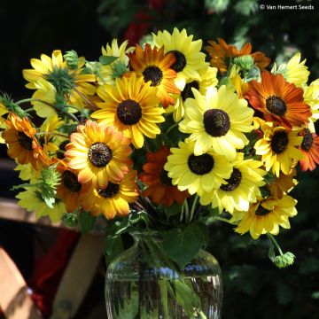Sunflower Soluna Mix seeds - Helianthus annuus