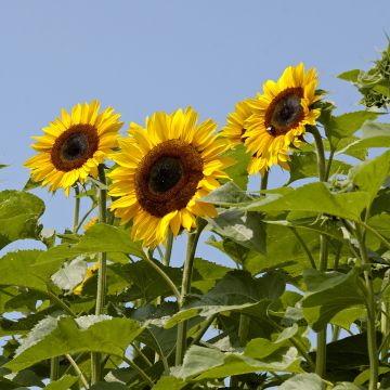 Helianthus annuus 'Titan' extra-tall